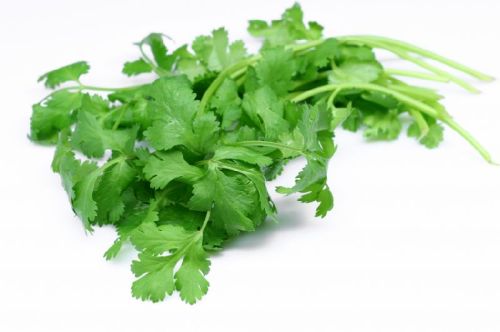 Organic Coriander