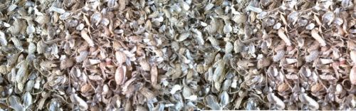 Groundnut Shell