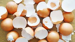 Egg Shell Powder