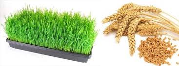 Wheat grass