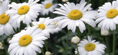 Chamomile Flower