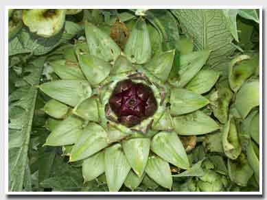 Globe Artichoke