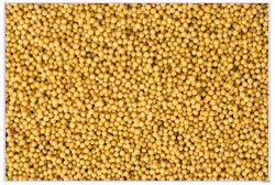 Yellow Mustard Seeds, Shelf Life : 6-12 Months