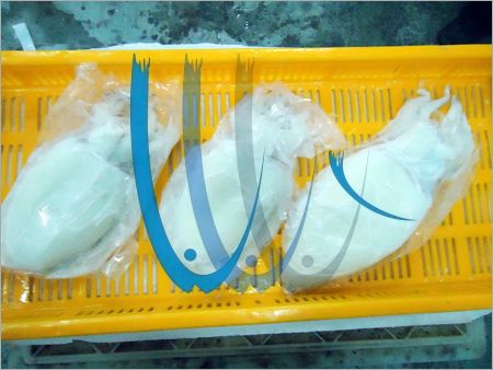 Fresh White Cuttlefish