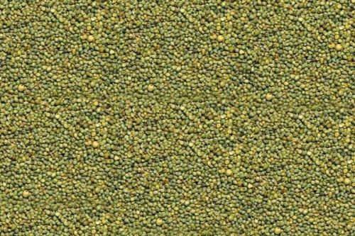 Green MILLET,green Millet