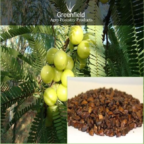 Amla Seeds