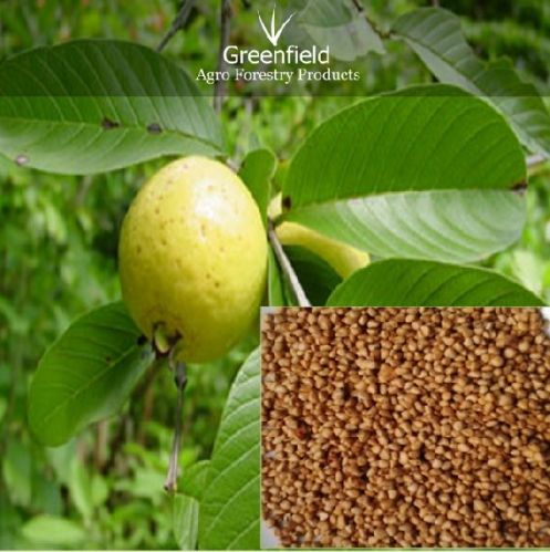 Guava Seeds