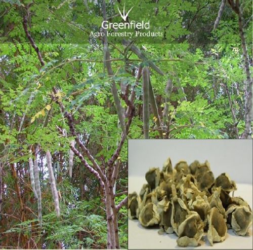 Moringa Tree Seeds ( Moringa Oleifera )