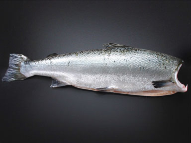 Atlantic Salmon