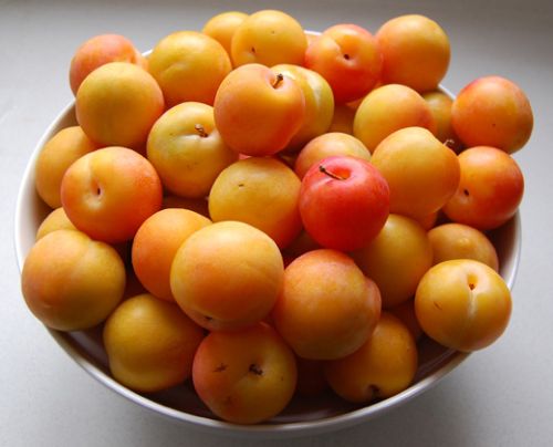 Fresh Plums, Grade : Food Grade