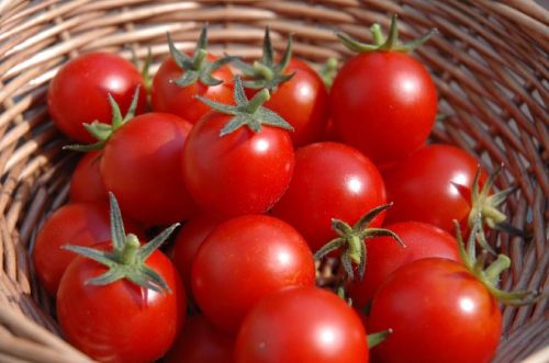 Organic Fresh Tomato, For Cooking, Skin Products, Packaging Size : 5-20kg