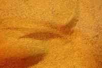 Dried Distillers Grain