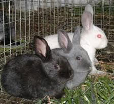 Rabbit Farming