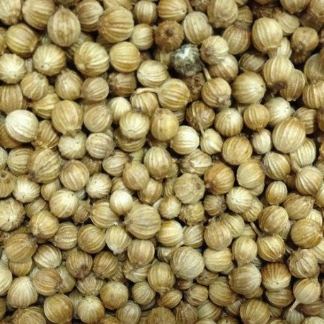 Coriander seeds, Packaging Size : 1kg/ 5kg/10kg/20kg