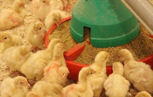 Poultry feed