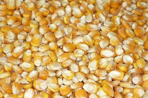 Yellow Corn, Yellow Maize