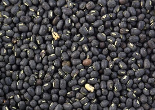 Black Lentils