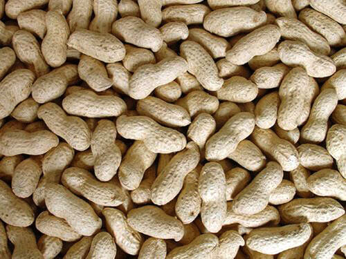 In Shell Groundnuts