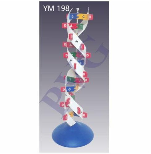 DNA Model Kit