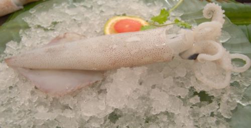 Squid Whole