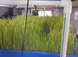 Hydroponic Green Fodder Machine