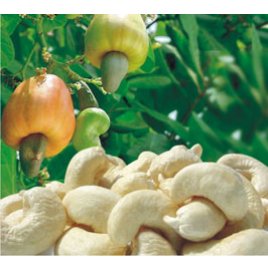 Cashew Nuts