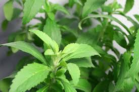 Stevia Leaves