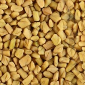 Fenugreek Seed