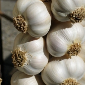 Indian Fresh Garlic