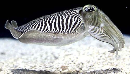 Cuttle Fish