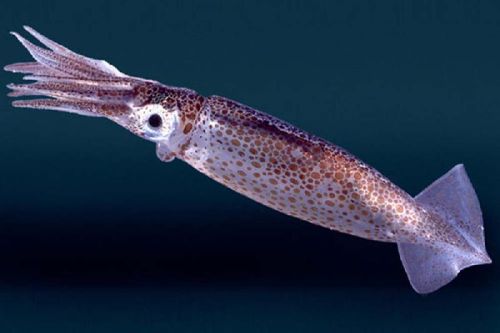 Squid Fish