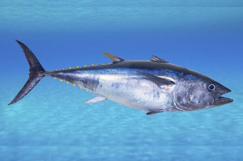 Tuna Fish