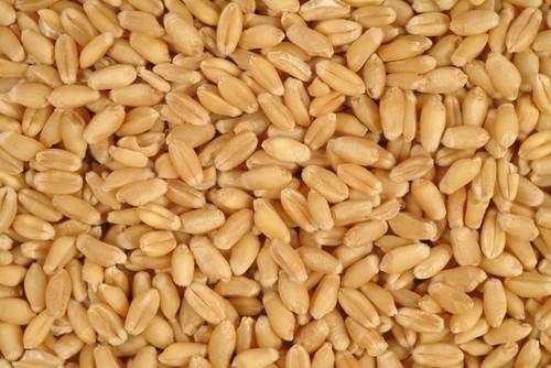 Wheat seeds, Packaging Size : 50kg, 100kg