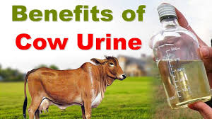 Cow Urine, Purity : 100%