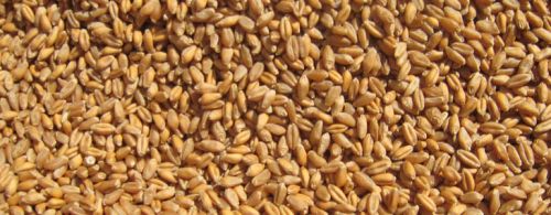 Wheat, Broken Ratio : 1-3%