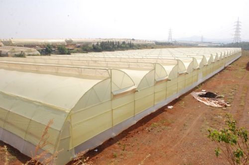 Naturally Ventilated Greenhouse