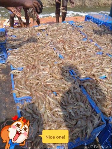 Frozen Vannamei Prawn