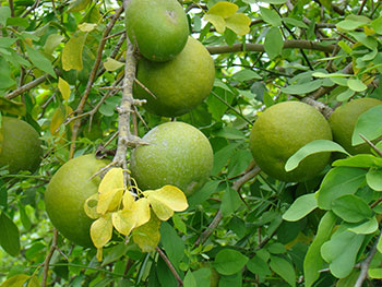 Organic Bael Fruit, Color : Green