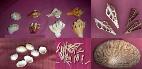 GIFT PURPOSE SEA SHELL CONCH CRAFTED ACCESSORIES