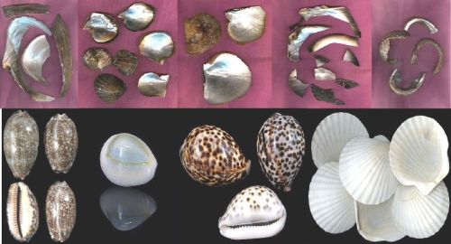 SEA SHELL CONCH GIFT & AQUARIUM ACCESSORIES RAW MATERIALS