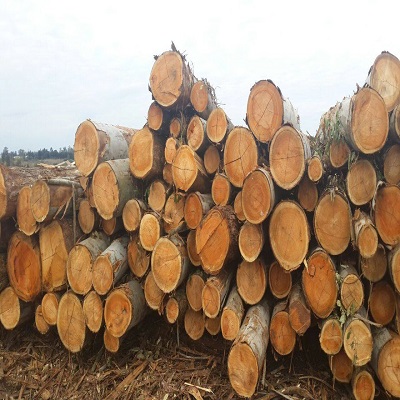 European Eucalyptus Log/timber From Ukraine