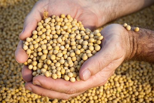 Organic Soybean Seeds, For Human Consumption, Style : Natural