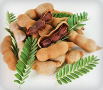 Tamarind, Feature : Rich In Aroma
