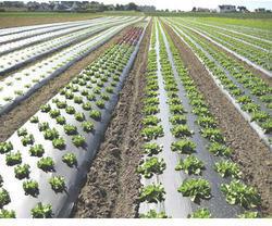 100% LDPE With UV Treated Mulching Sheets,mulching Sheets