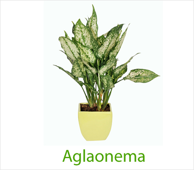Aglaonema White