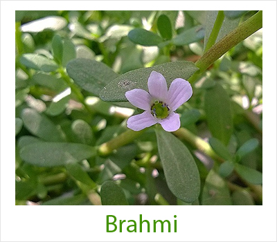Brahmi