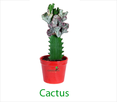 Cactus Plant