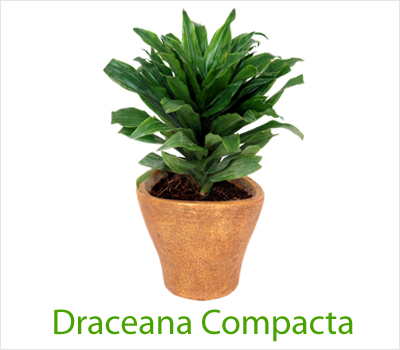 Compacta Plant