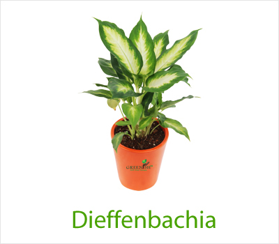 Dieffenbachia