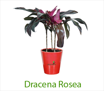 Dracaena Rosea